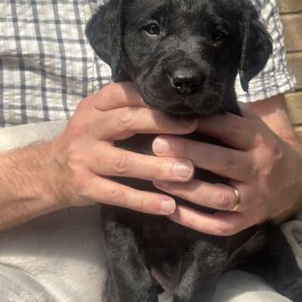 Labrador Retriever - Both