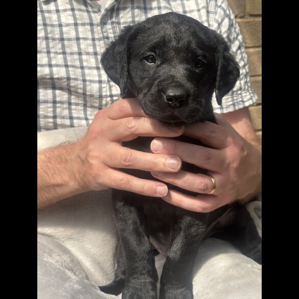 Labrador Retriever - Both