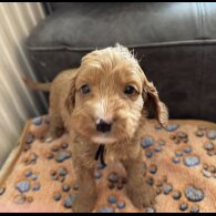 Cockapoo - Both