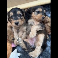 Cockapoo - Both