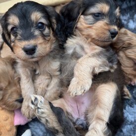 Cockapoo - Both