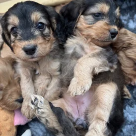 Cockapoo - Both