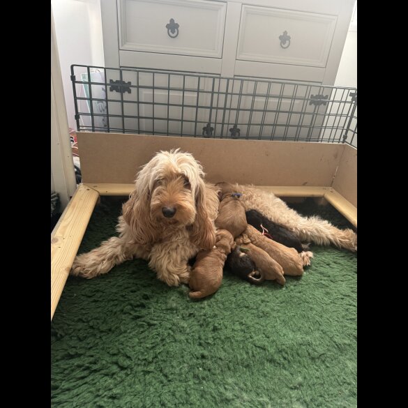 Cockapoo - Both