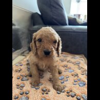 Cockapoo - Both