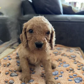 Cockapoo - Both
