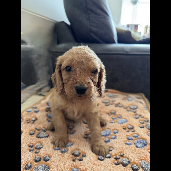Cockapoo - Both