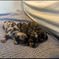 Dachshund (Standard &amp; Miniature) - Dogs