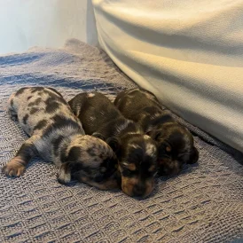 Dachshund (Standard &amp; Miniature) - Dogs