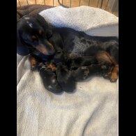 Dachshund (Standard &amp; Miniature) - Dogs