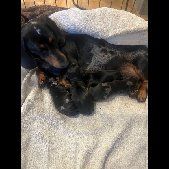 Dachshund (Standard &amp; Miniature) - Dogs
