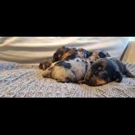 Dachshund (Standard &amp; Miniature) - Dogs