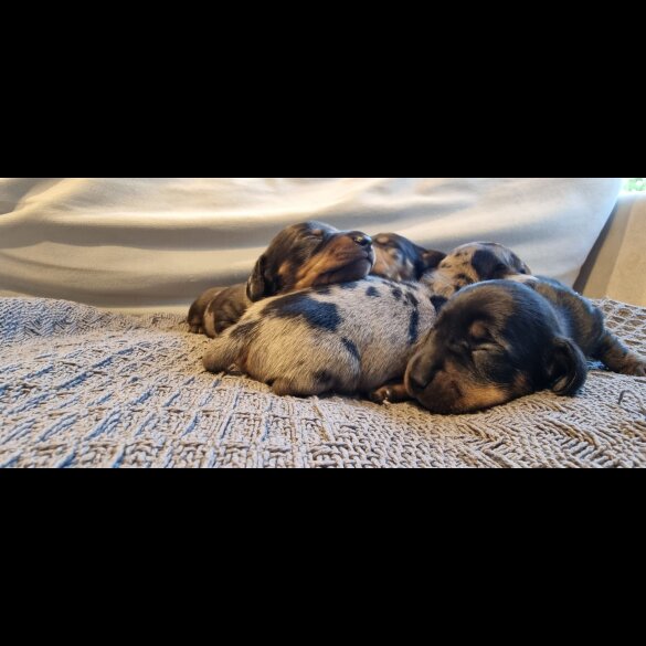 Dachshund (Standard &amp; Miniature) - Dogs