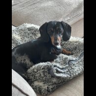 Dachshund (Standard &amp; Miniature) - Dogs