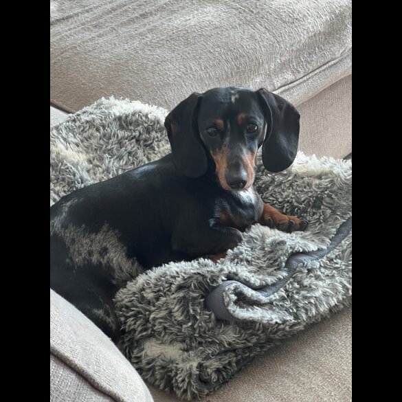 Dachshund (Standard &amp; Miniature) - Dogs
