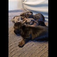 Dachshund (Standard &amp; Miniature) - Dogs