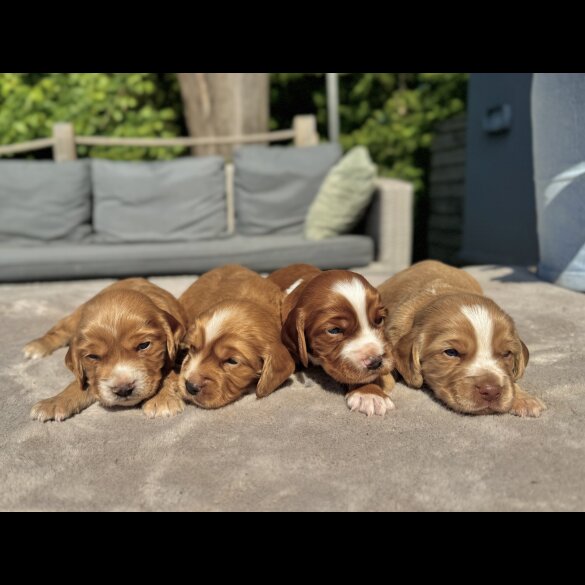 Cocker Spaniel (Working &amp; Show) - Dogs