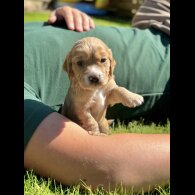 Cocker Spaniel (Working &amp; Show) - Dogs