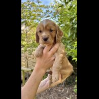 Cocker Spaniel (Working &amp; Show) - Dogs