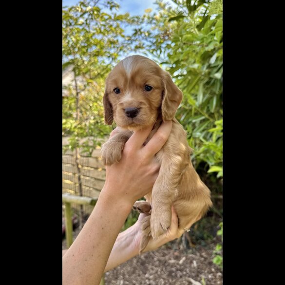 Cocker Spaniel (Working &amp; Show) - Dogs