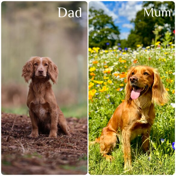 Cocker Spaniel (Working &amp; Show) - Dogs