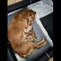 Cocker Spaniel (Working &amp; Show) - Dogs