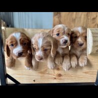 Cocker Spaniel (Working &amp; Show) - Dogs