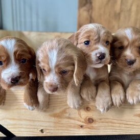 Cocker Spaniel (Working &amp; Show) - Dogs