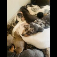 Dachshund (Standard &amp; Miniature) - Both