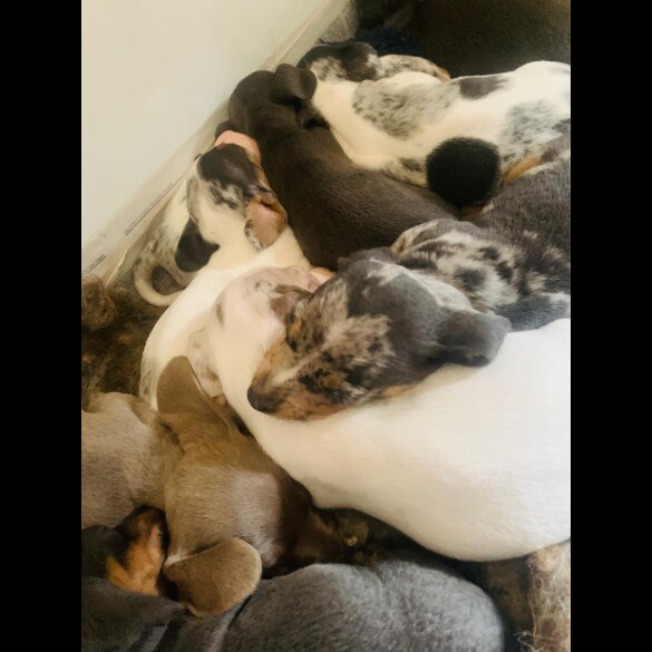 Dachshund (Standard &amp; Miniature) - Both
