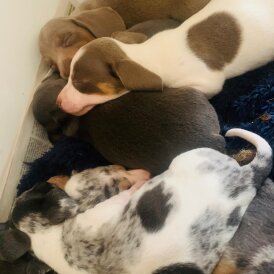 Dachshund (Standard &amp; Miniature) - Both