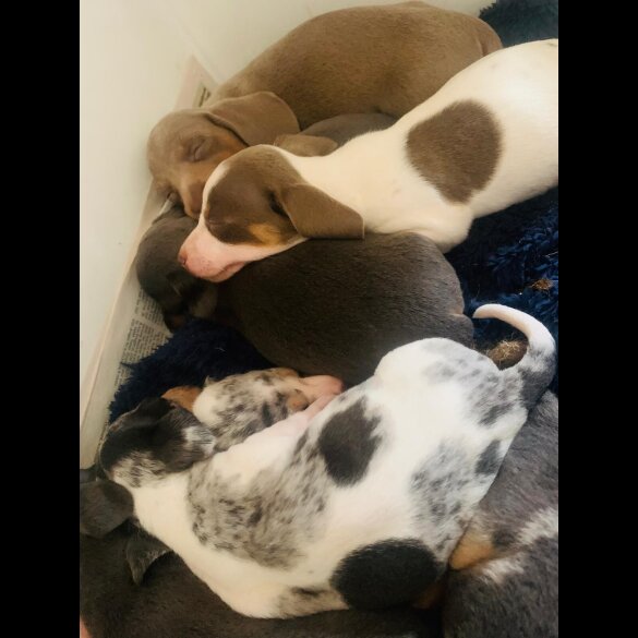 Dachshund (Standard &amp; Miniature) - Both