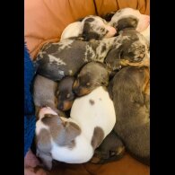 Dachshund (Standard &amp; Miniature) - Both