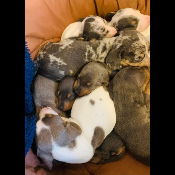 Dachshund (Standard &amp; Miniature) - Both