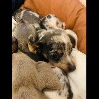Dachshund (Standard &amp; Miniature) - Both