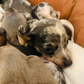 Dachshund (Standard &amp; Miniature) - Both