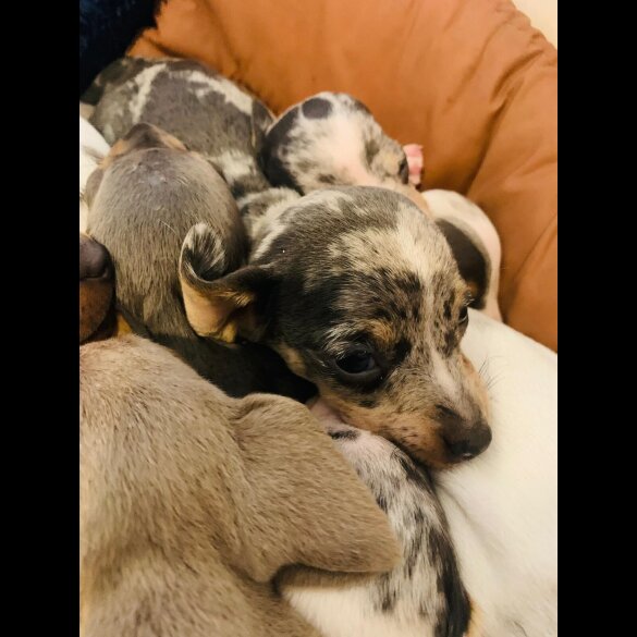 Dachshund (Standard &amp; Miniature) - Both