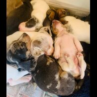 Dachshund (Standard &amp; Miniature) - Both