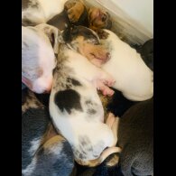 Dachshund (Standard &amp; Miniature) - Both
