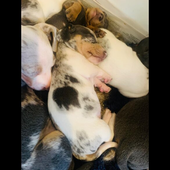 Dachshund (Standard &amp; Miniature) - Both