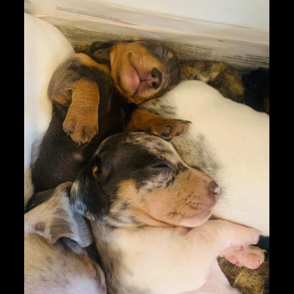Dachshund (Standard &amp; Miniature) - Both