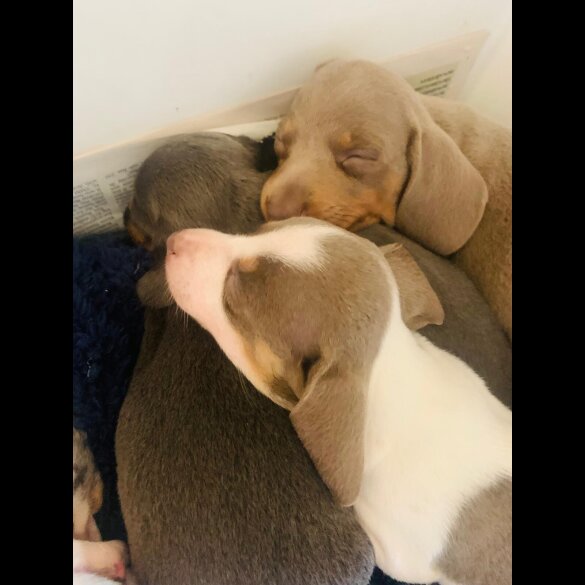 Dachshund (Standard &amp; Miniature) - Both