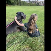 Great Dane - Both