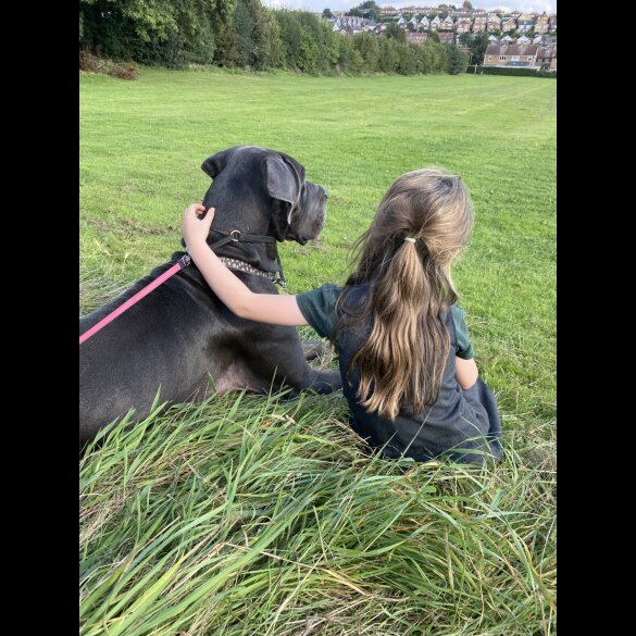 Great Dane - Both