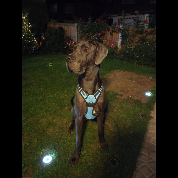 Great Dane - Both