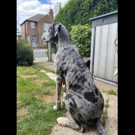Great Dane - Both