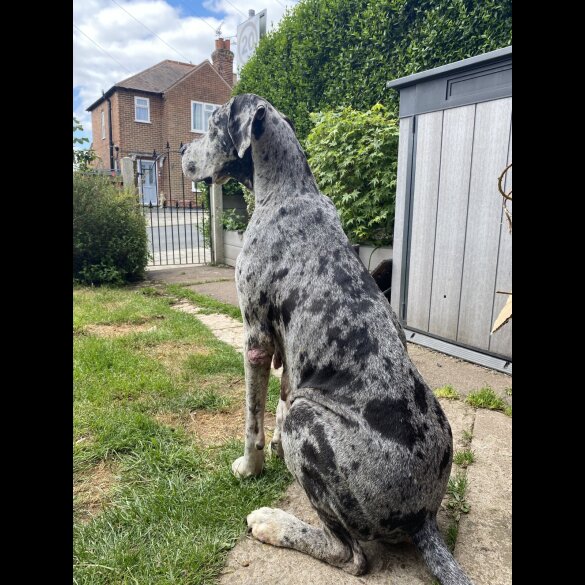 Great Dane - Both
