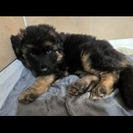 German Shepherd (Alsatian) - Dogs