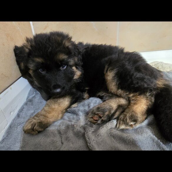 German Shepherd (Alsatian) - Dogs
