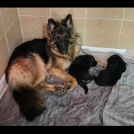 German Shepherd (Alsatian) - Dogs