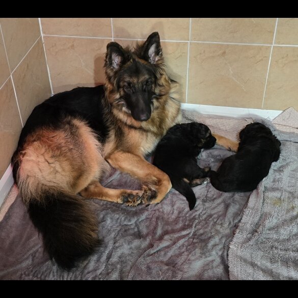 German Shepherd (Alsatian) - Dogs